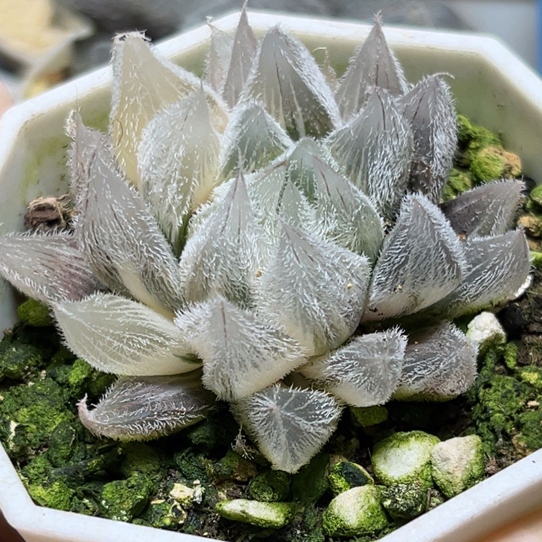 恭喜发财大吉大利675