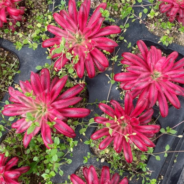 桃*蹊朱雀2颗多肉12345678