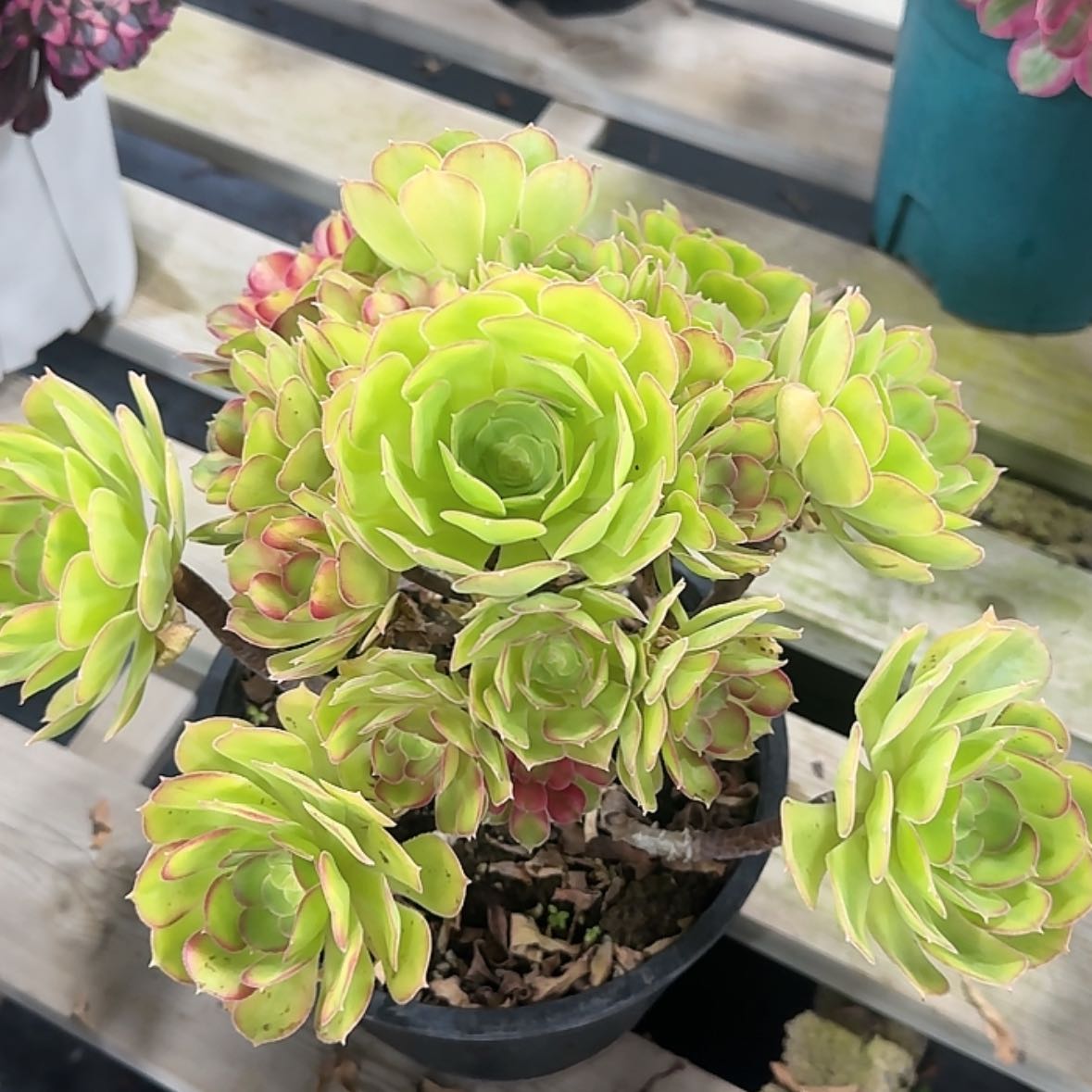 【闪购商品】法师多肉