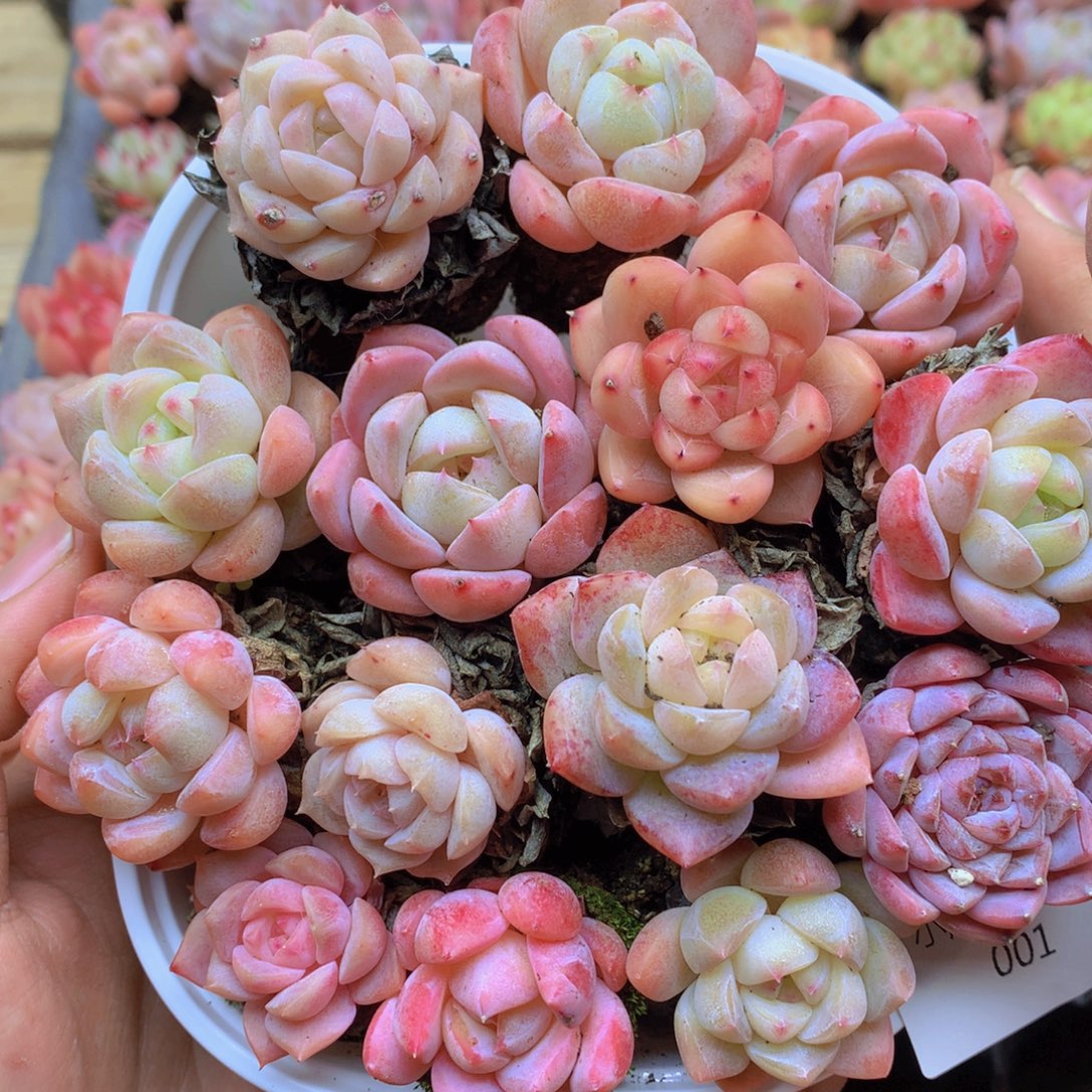 我也不知道我为什么要这样001