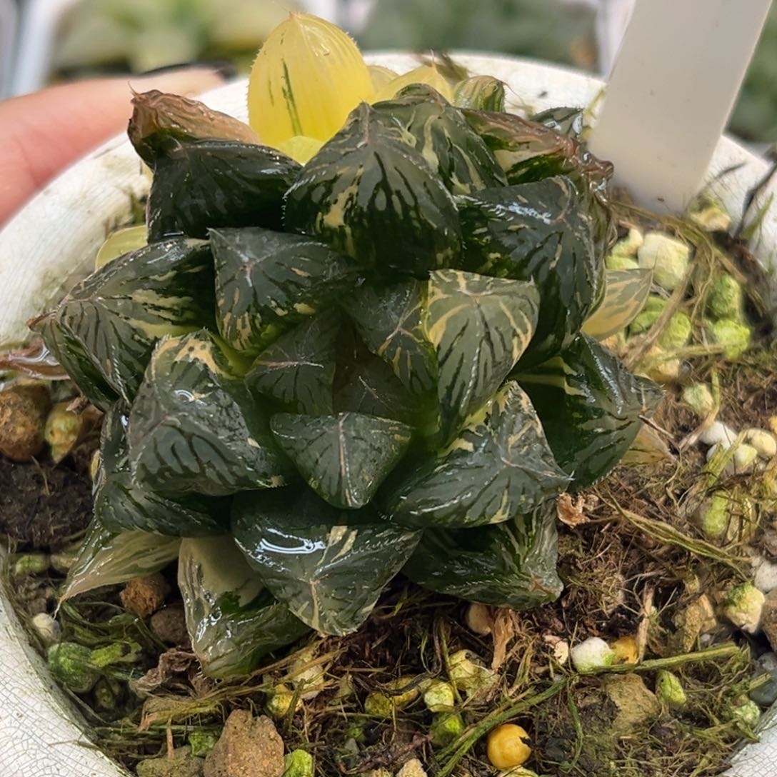 96胭脂玉露锦带仔福利专场