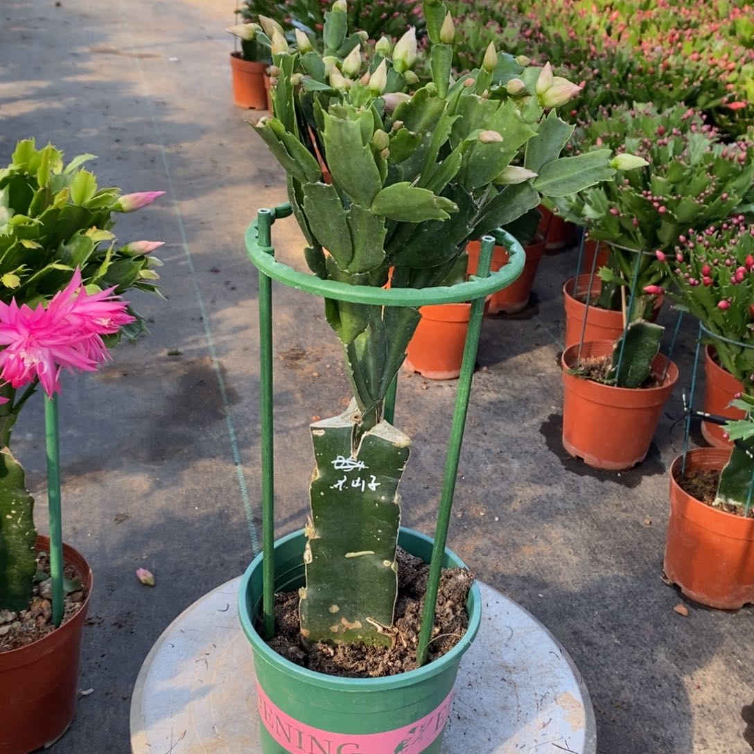 8***姐完全开放荷花仙子小