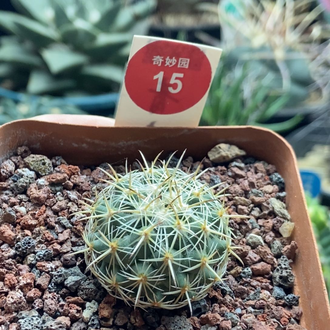 实生带中刺顶花圣雄丸3cm一棵仙人球