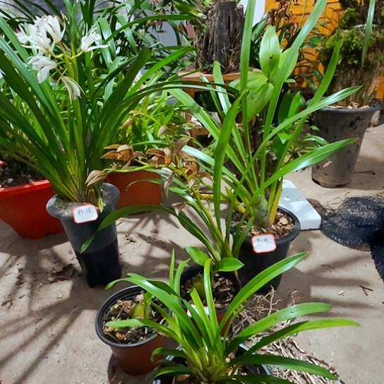 无花朵虎头兰虎头兰