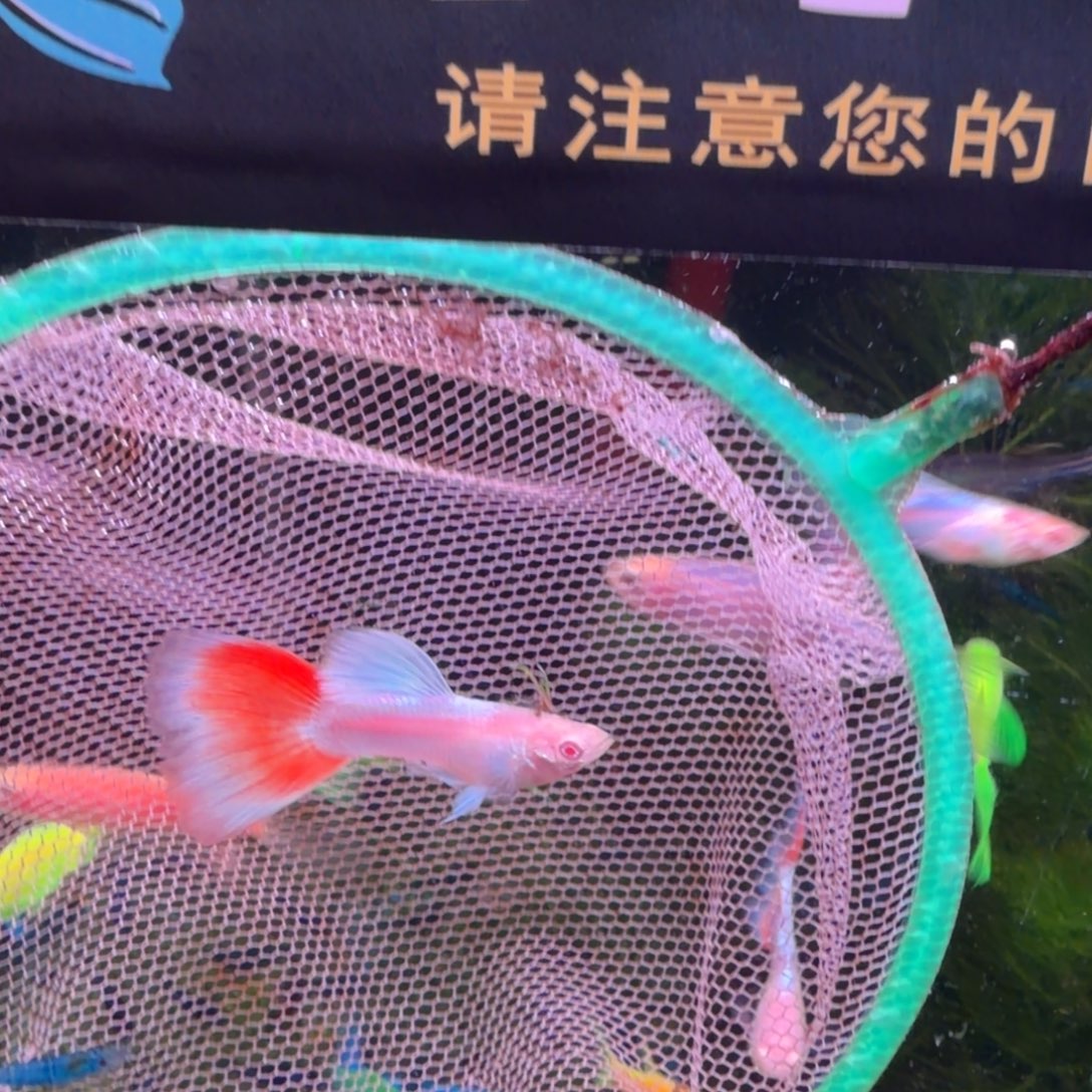 孔雀鱼火烧云孔雀11条(7条送4条备损）