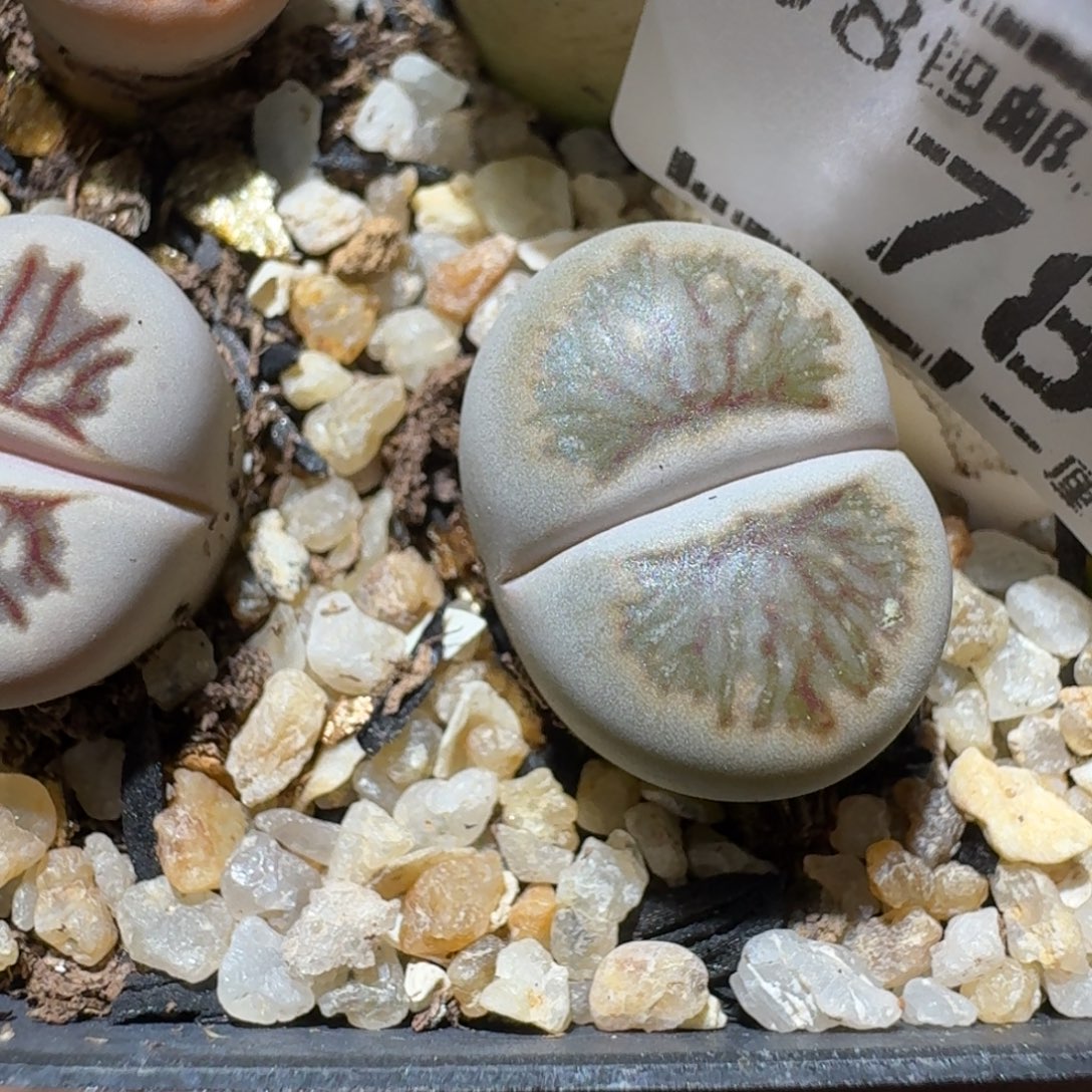 热***河Ss清货价便宜出784