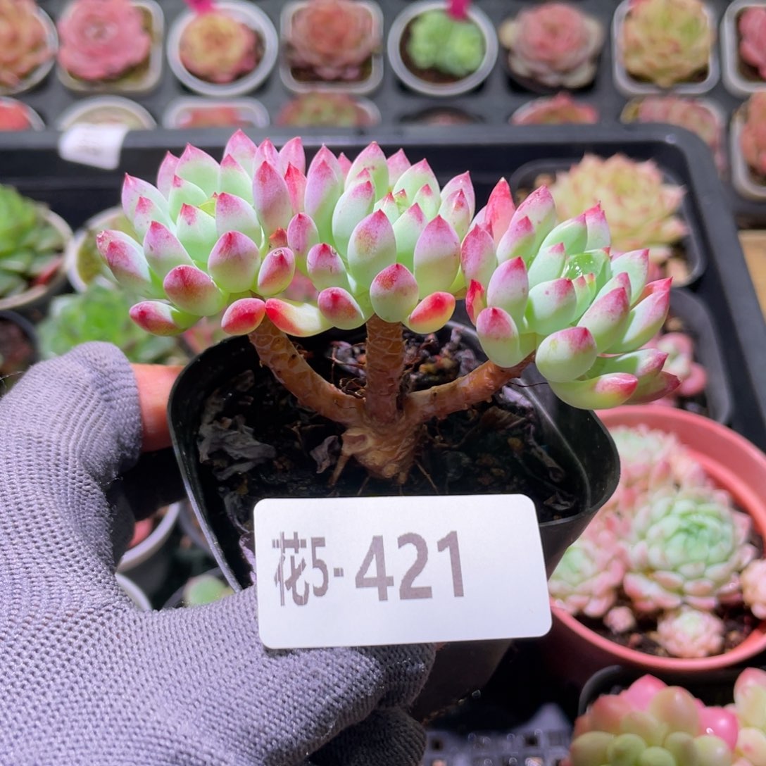 花利美5-421蓝苹果