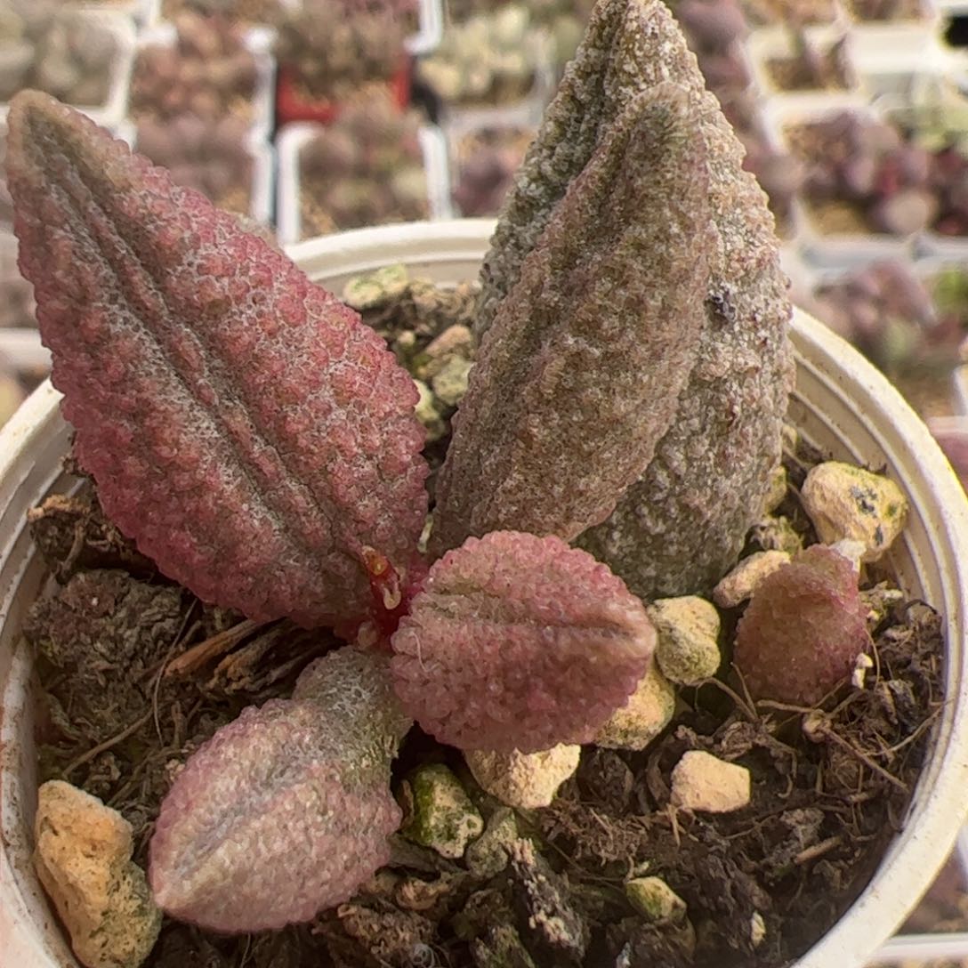 蓝魔大苗多肉植物水泡多肉植物