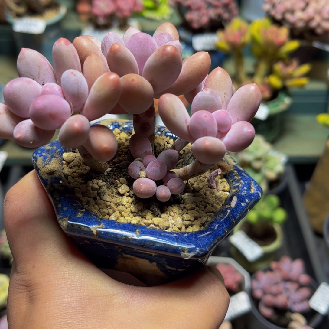 887蛋黄奶10厘米多肉