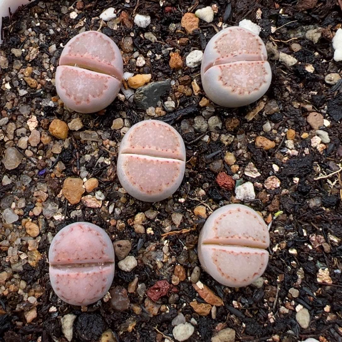 1.21好看的多肉971