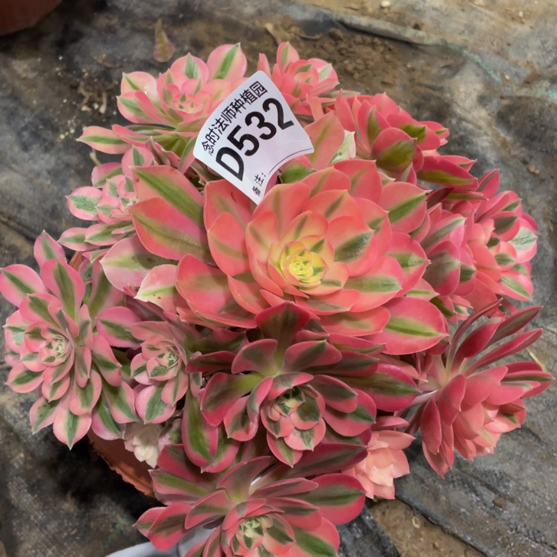 532女巫1111111多肉