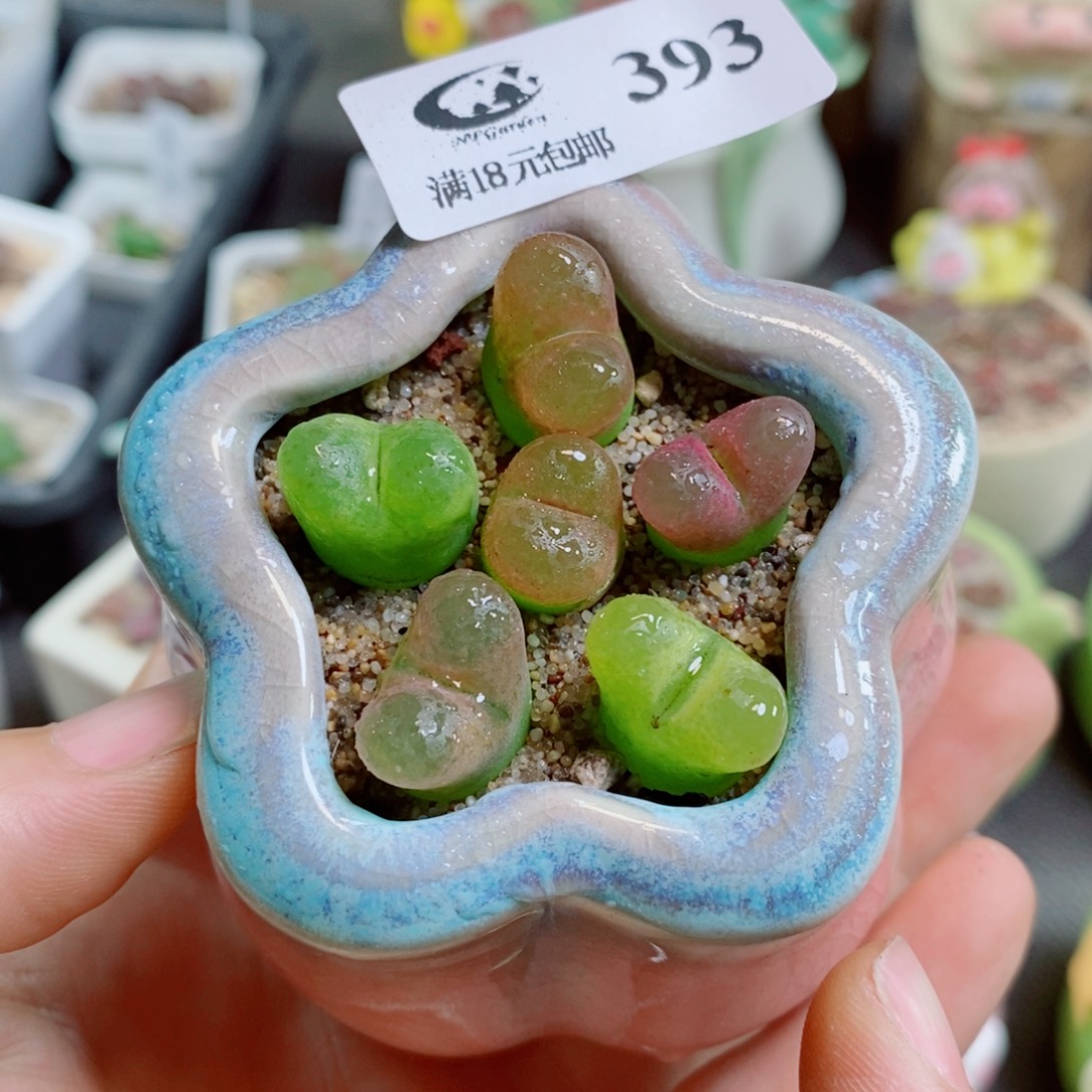 生石花花花哈哈哈哈哈哈393