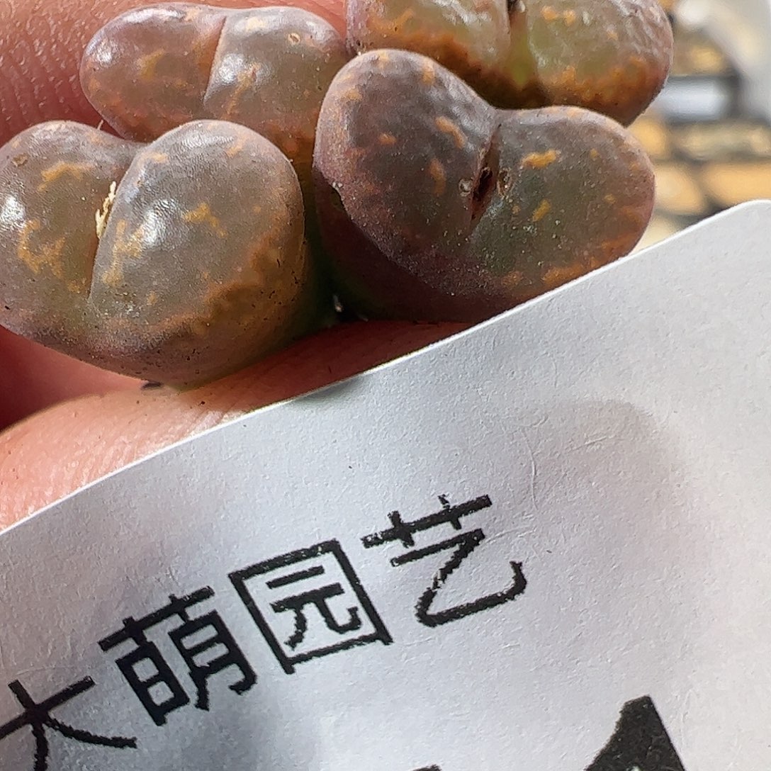 一物一拍橙子帕迪勋章951