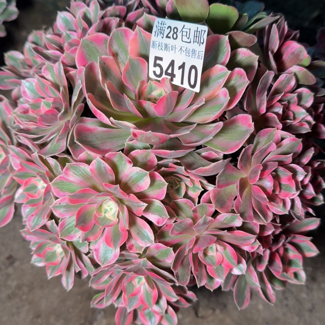 5410女妖多肉植物