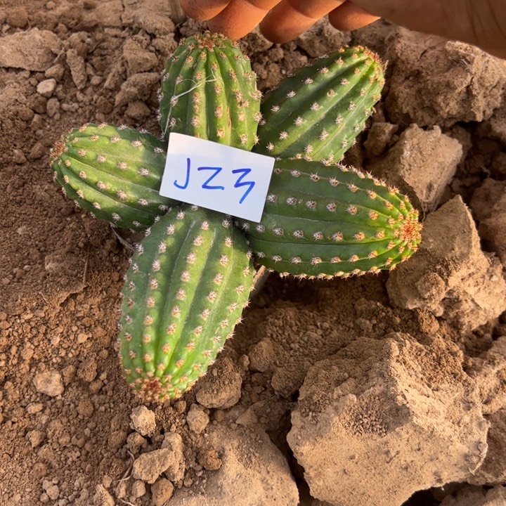 濮***嫂J23金妞大富贵一颗40