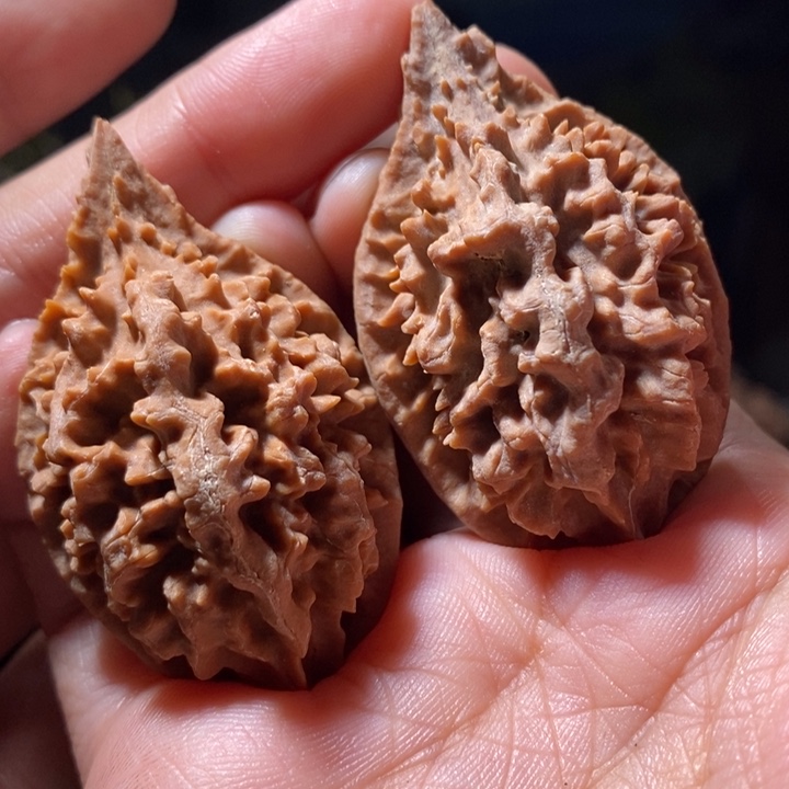 文玩核桃把件东北楸子小路325