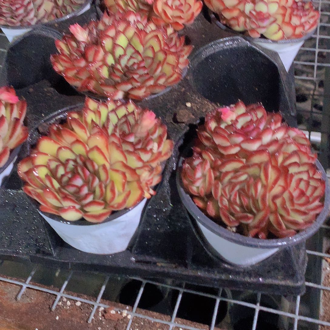 肉酱玫瑰256e 2456899000