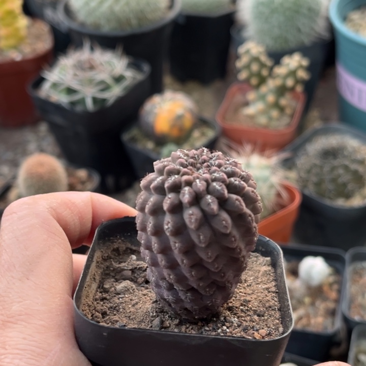 仙人球一物一拍实生