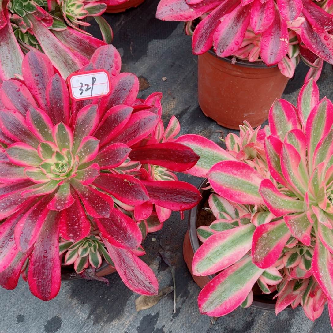 多肉植物329好多肉两颗