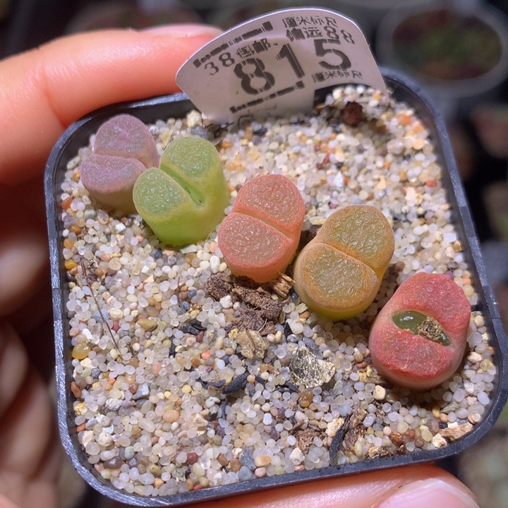 zzz精品生石花815