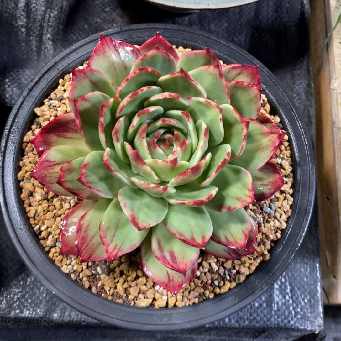 天***亿惊鸿仙子一物一拍