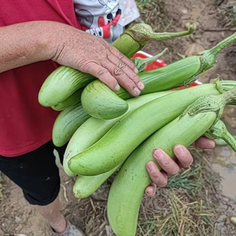 南雄本地茄子新鲜现摘现发农家自种青茄子紫茄子粤北韶关山区