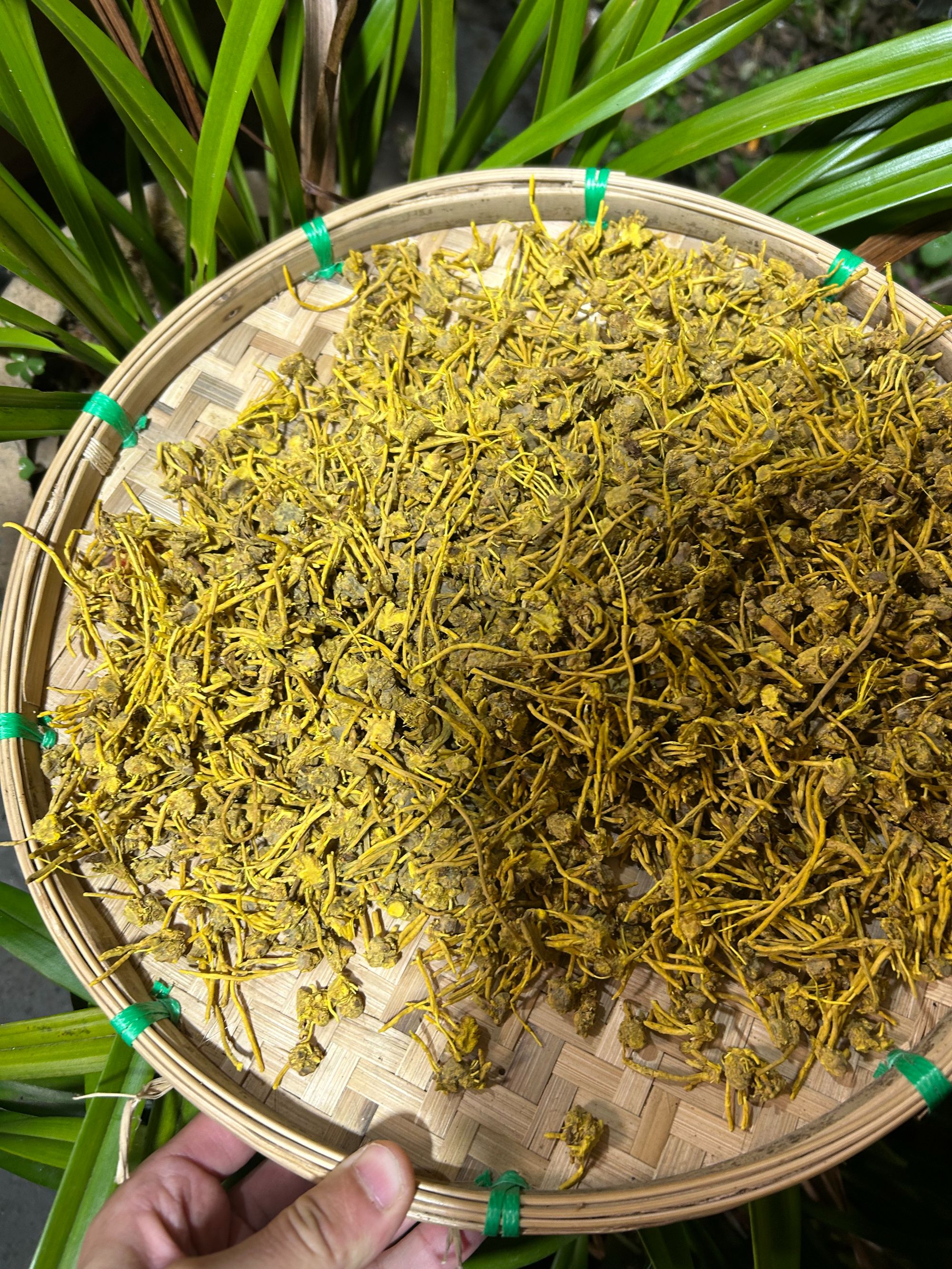 2【龙-须-石-斛】净含量250g-1000g【阿徐现收】