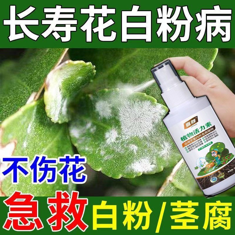 长寿花专用营养液四季催开花延长花期黄叶花色艳免稀释营养液