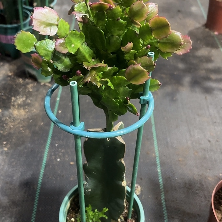 益***祥当前无花栽培后可以开花