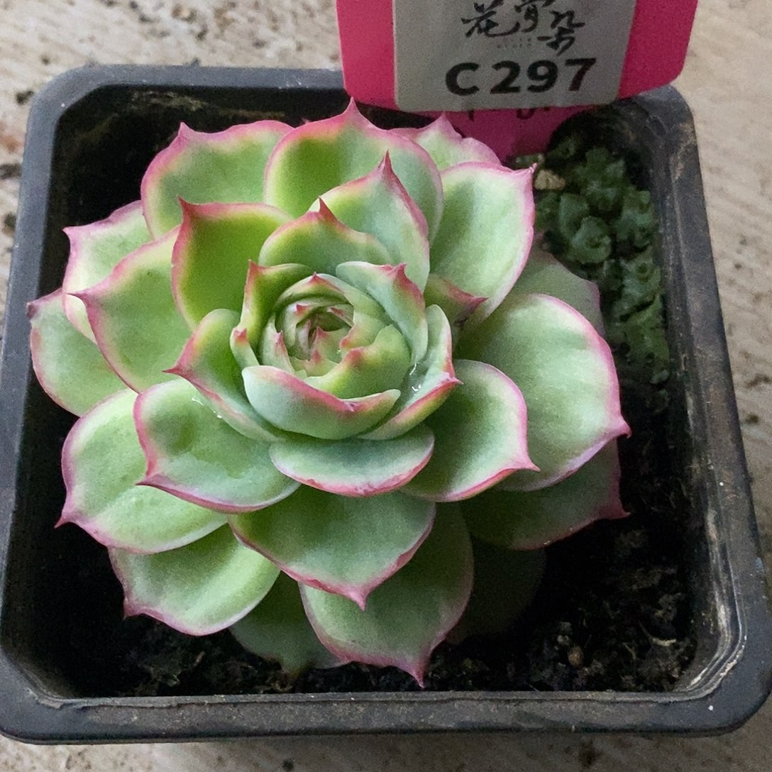 一***)297哈哈哈哈哈哈哈