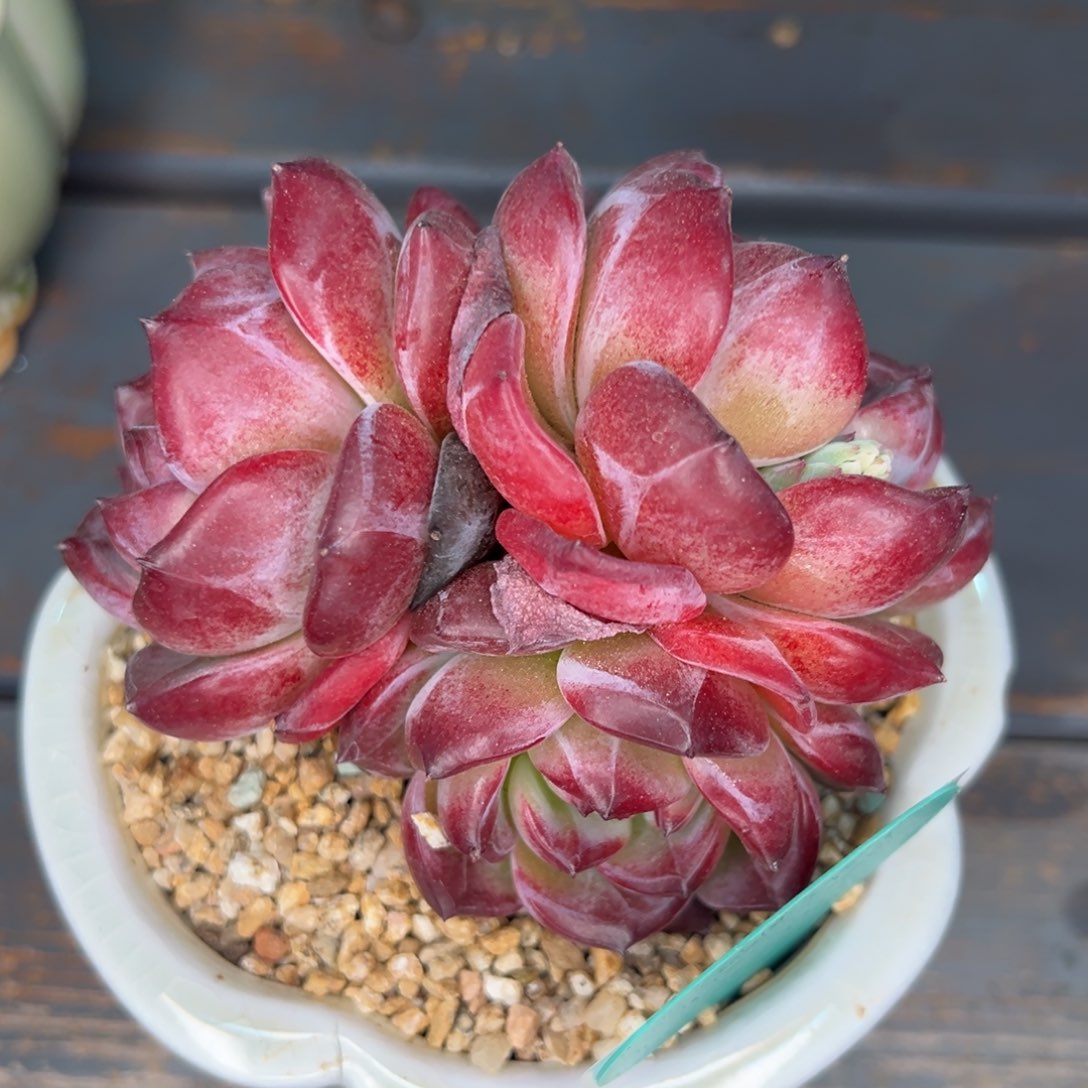 从前慢多肉精选编号0313.176