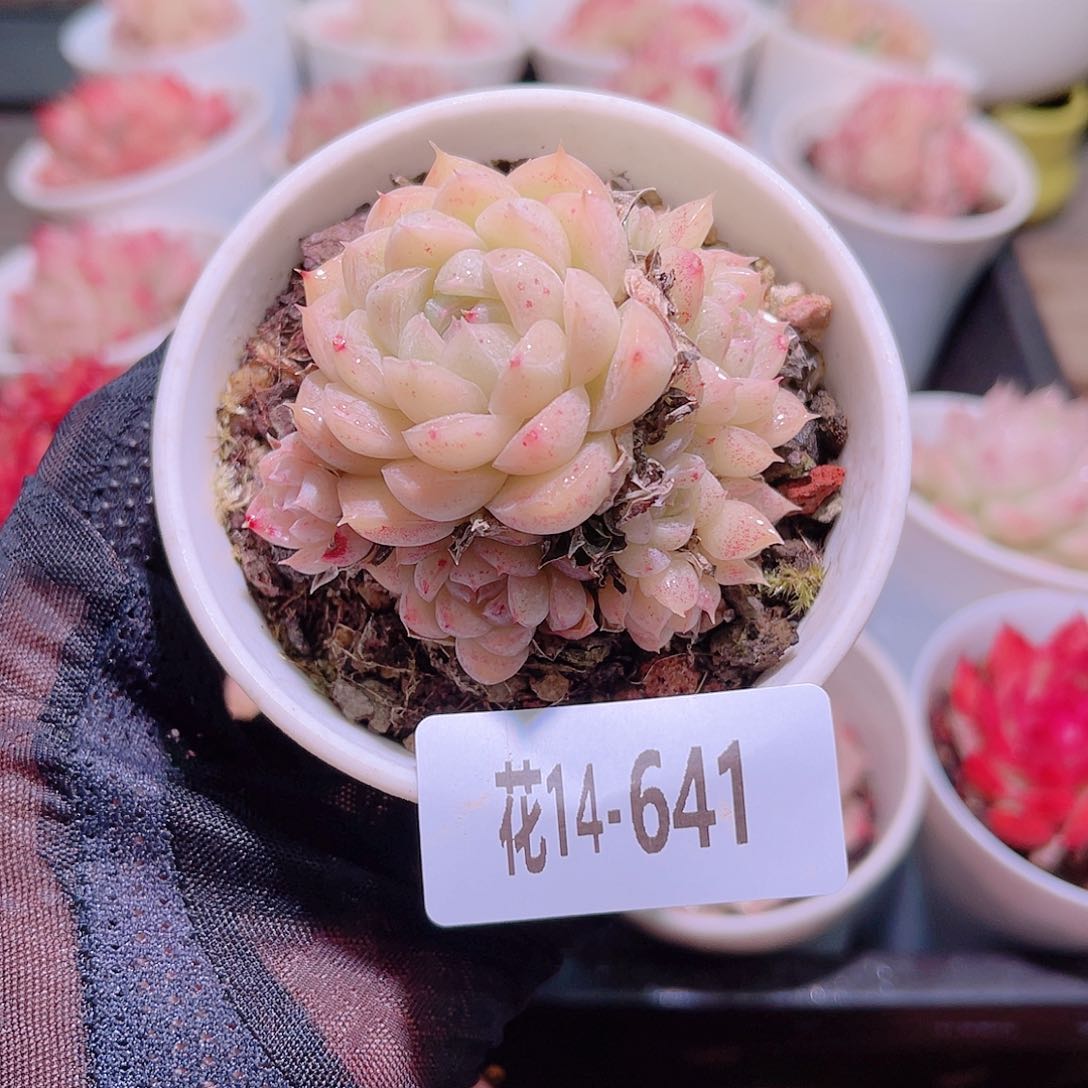 花利美14-641麦秆