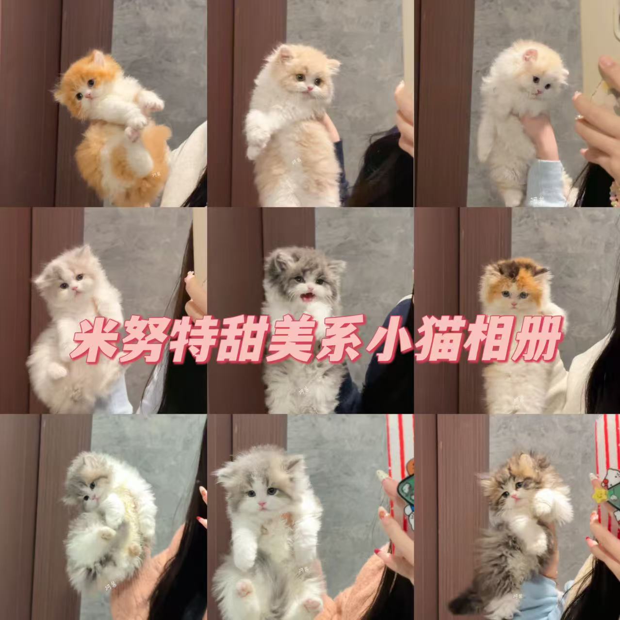 【阿酱猫舍】甜美系萌猫相册