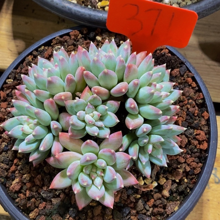 这么多事要等下星期