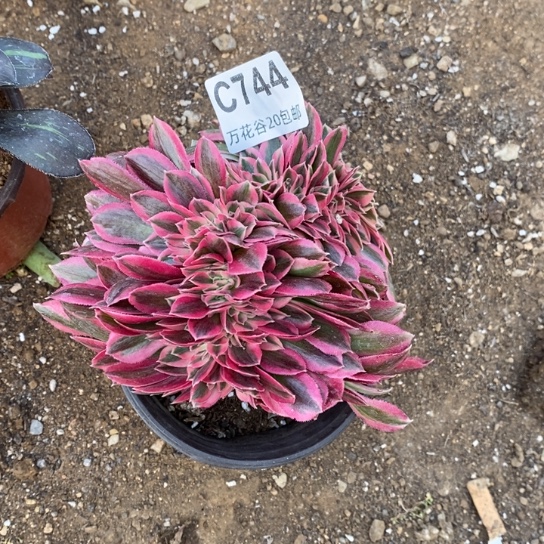 744女巫缀多肉植物