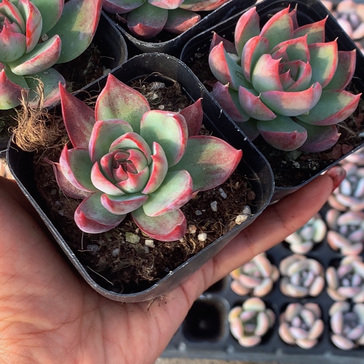 惊鸿仙子（满9.99包邮不满9.99发叶子）