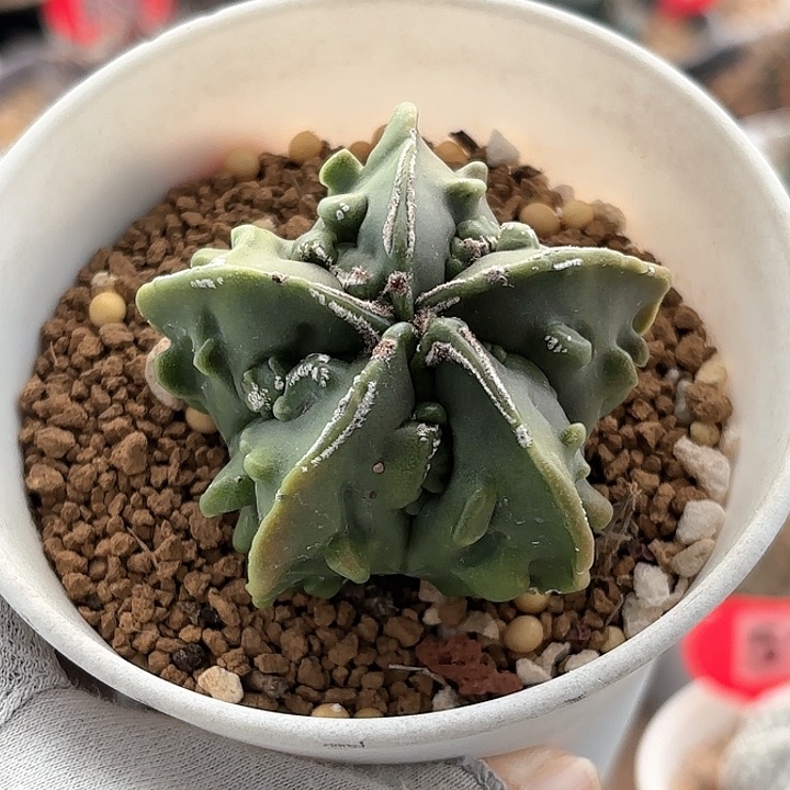 仙人球 实生核桃
