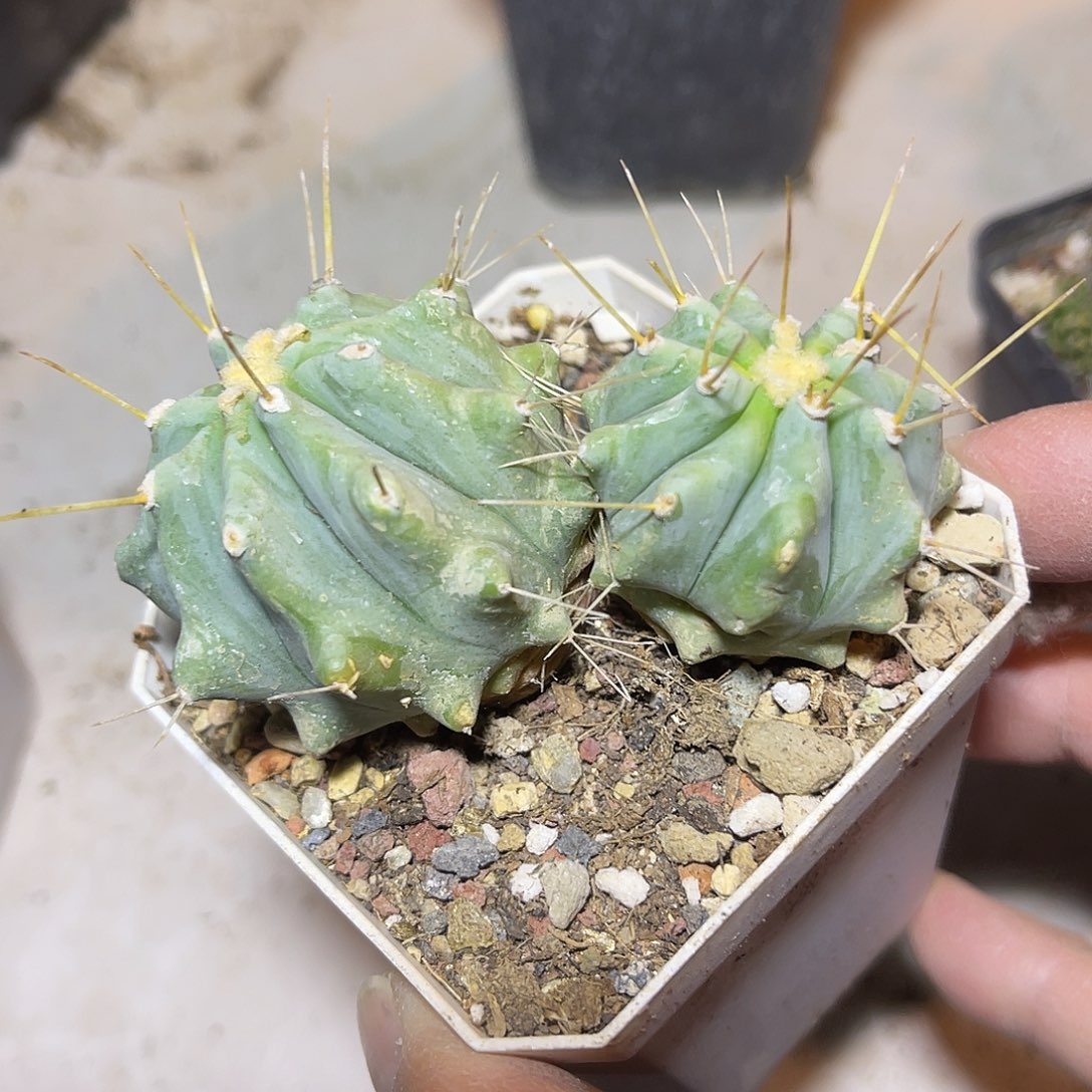 双头王冠龙仙人球