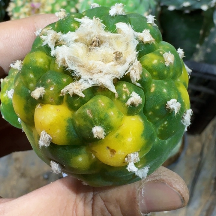 福利苗接仙锦205