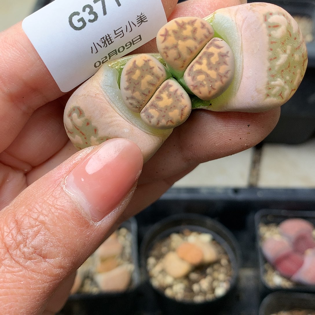 G371多肉植物保护研究所