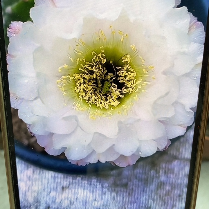 彩草黑美人带根4.5公分左右