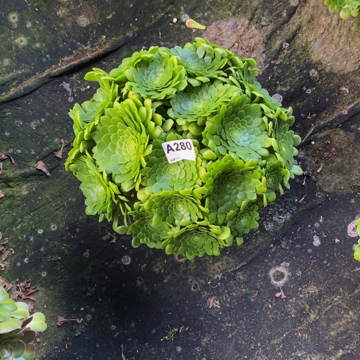 翡翠冰多肉植物280