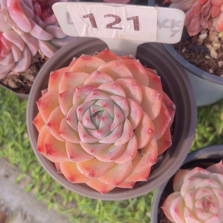 健健康康平平安安