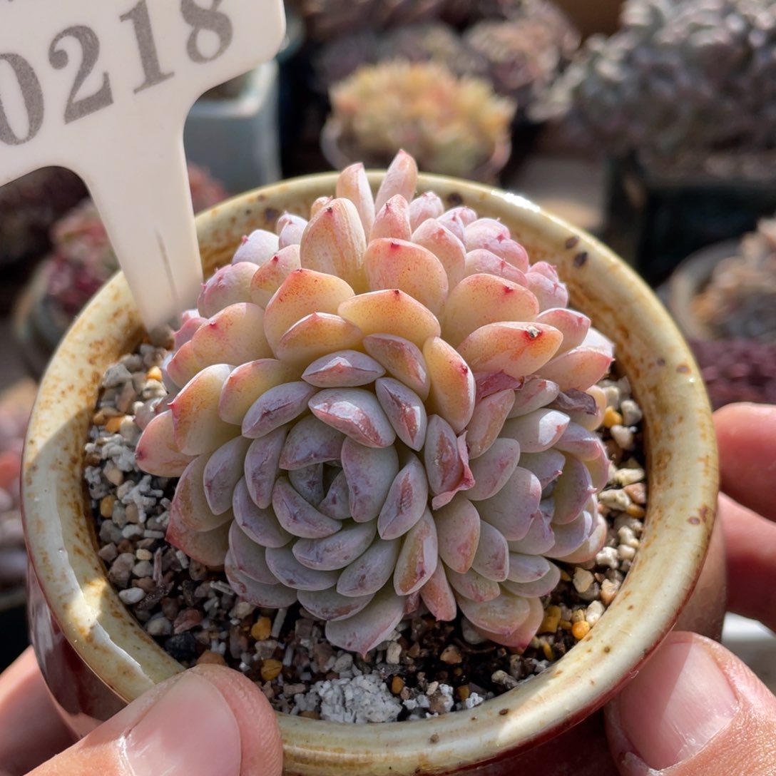 0218雪颜不带盆7厘米