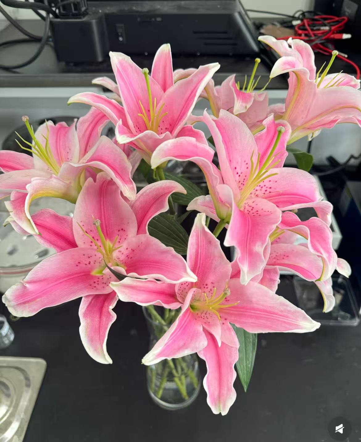 【粉色百合香水百合】云南基地直发--全场任意两单升级冷链快递