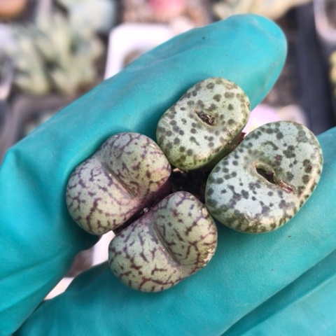 多肉肉锥 双头安贞