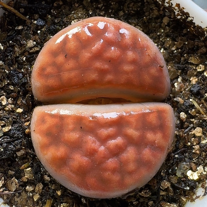 生石花111111。  200