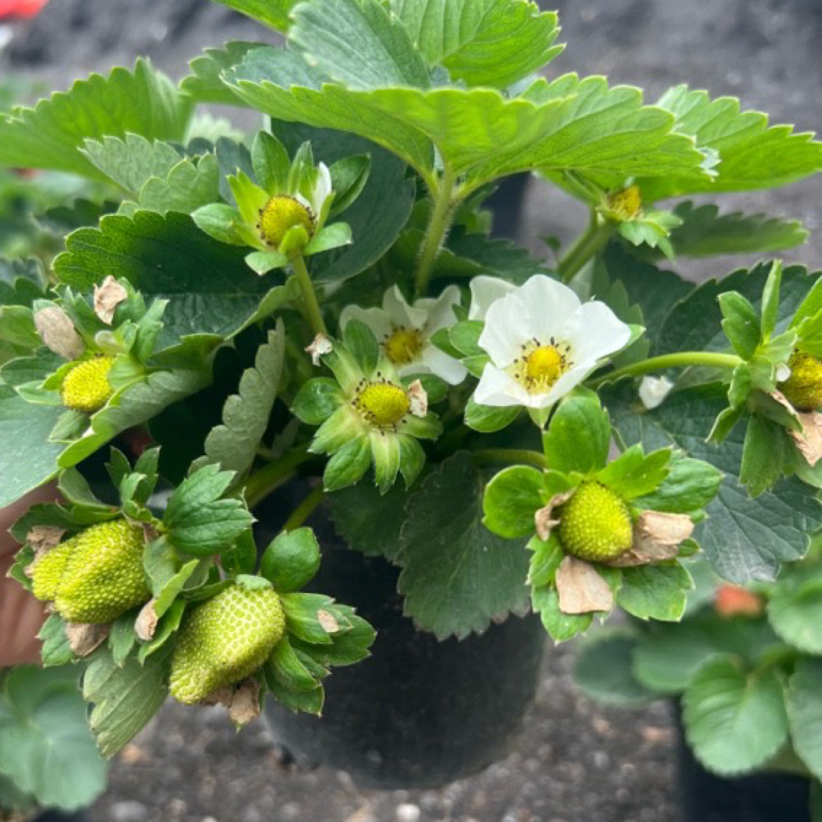 【888】草莓盆栽带花发货原盆原土南方北方都合适