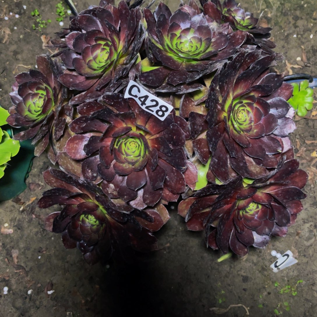 黑寡妇法师16-2包邮