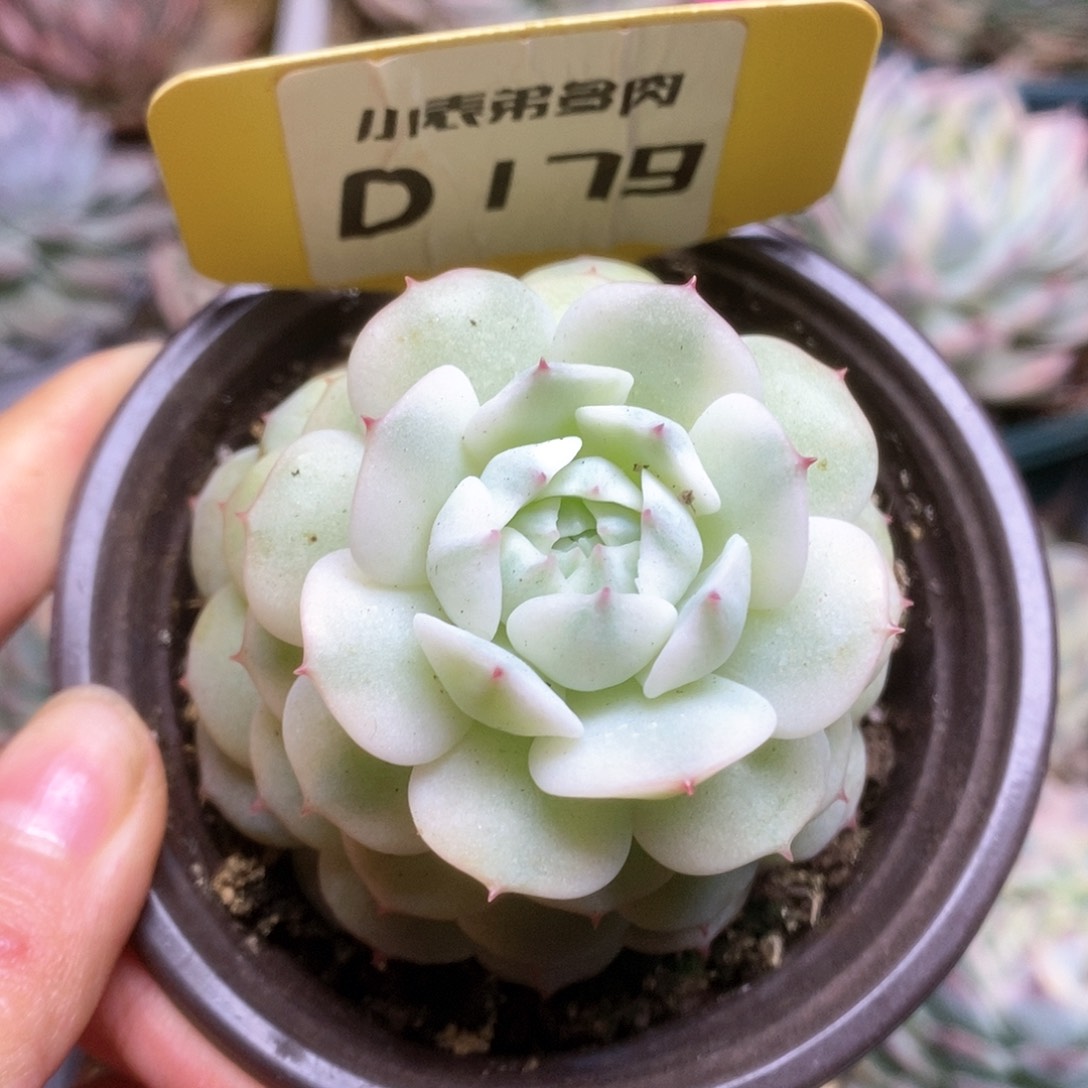 D179静夜锦锦锦锦锦锦